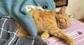 Они тайком портят сон: 3 ткани постельного белья, из-за которых вы плохо спите — и чем их заменить 