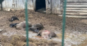 Действительно ли волки: егери рассказали, кто на самом деле загрыз овец под Великими Луками