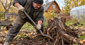 Осенью не зову технику и не рву спину: китайский способ помогает убрать старый пень с участка