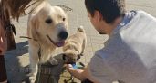 В Псковской области владельцы собак-поводырей смогут покупать корм по электронному сертификату