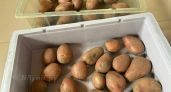 Картофель и гречка подешевели в Псковской области