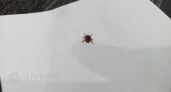 В Псковской области активность клещей за неделю сократилась почти втрое
