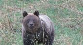 Следы медведя обнаружили на пляже в деревне Псковской области