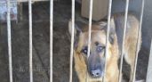 Жителей Великих Лук призвали помочь приюту для бездомных животных