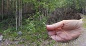 Клещи не ушли на зимовку: в Великих Луках нашли заражённых боррелиозом паразитов