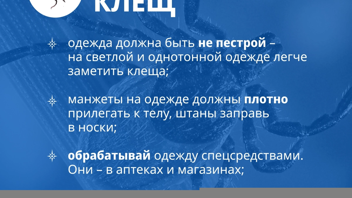 МЧС напомнило о защите от клещей: в Псковской области пострадали 1723 человека