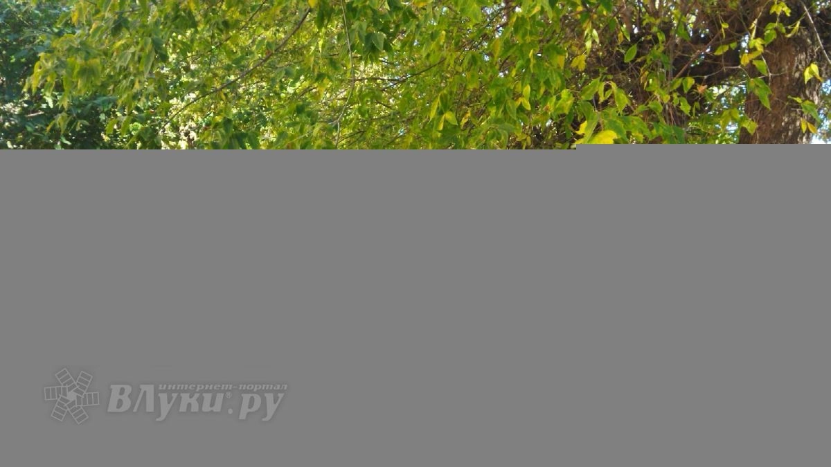 В Псковской области ожидается продолжительное бабье лето