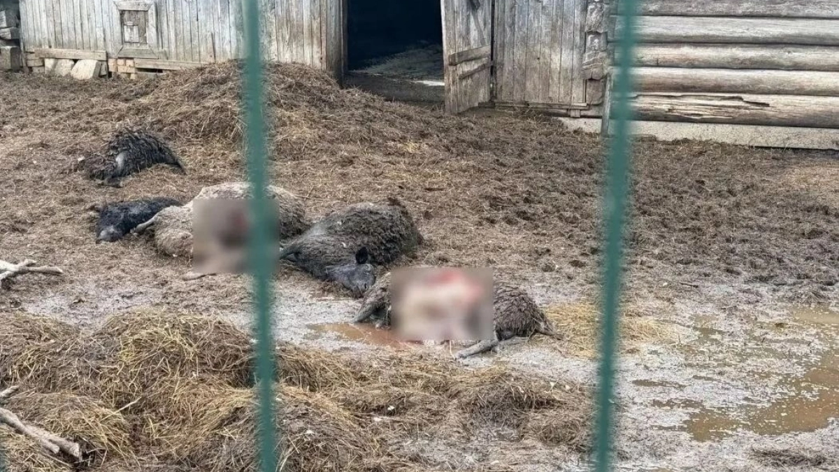 Действительно ли волки: егери рассказали, кто на самом деле загрыз овец под Великими Луками