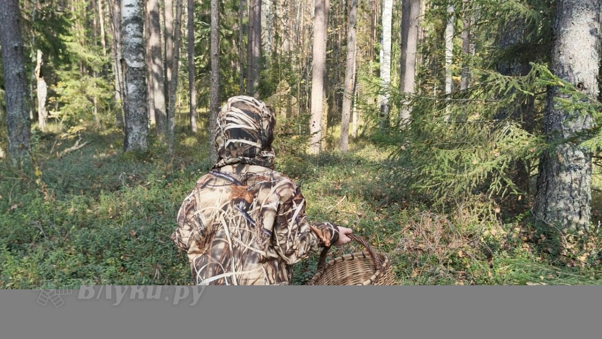 Более 30 грибников потерялись в лесах Псковской области с начала года