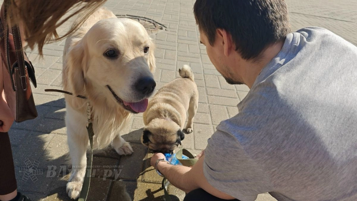 В Псковской области владельцы собак-поводырей смогут покупать корм по электронному сертификату
