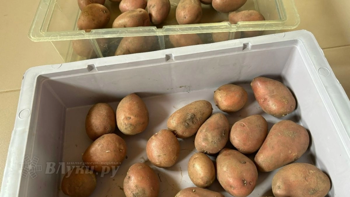 Картофель и гречка подешевели в Псковской области