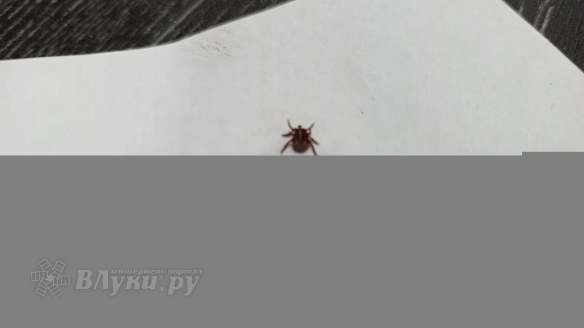 В Псковской области активность клещей за неделю сократилась почти втрое