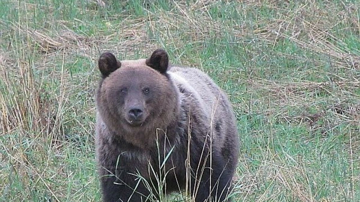 Следы медведя обнаружили на пляже в деревне Псковской области