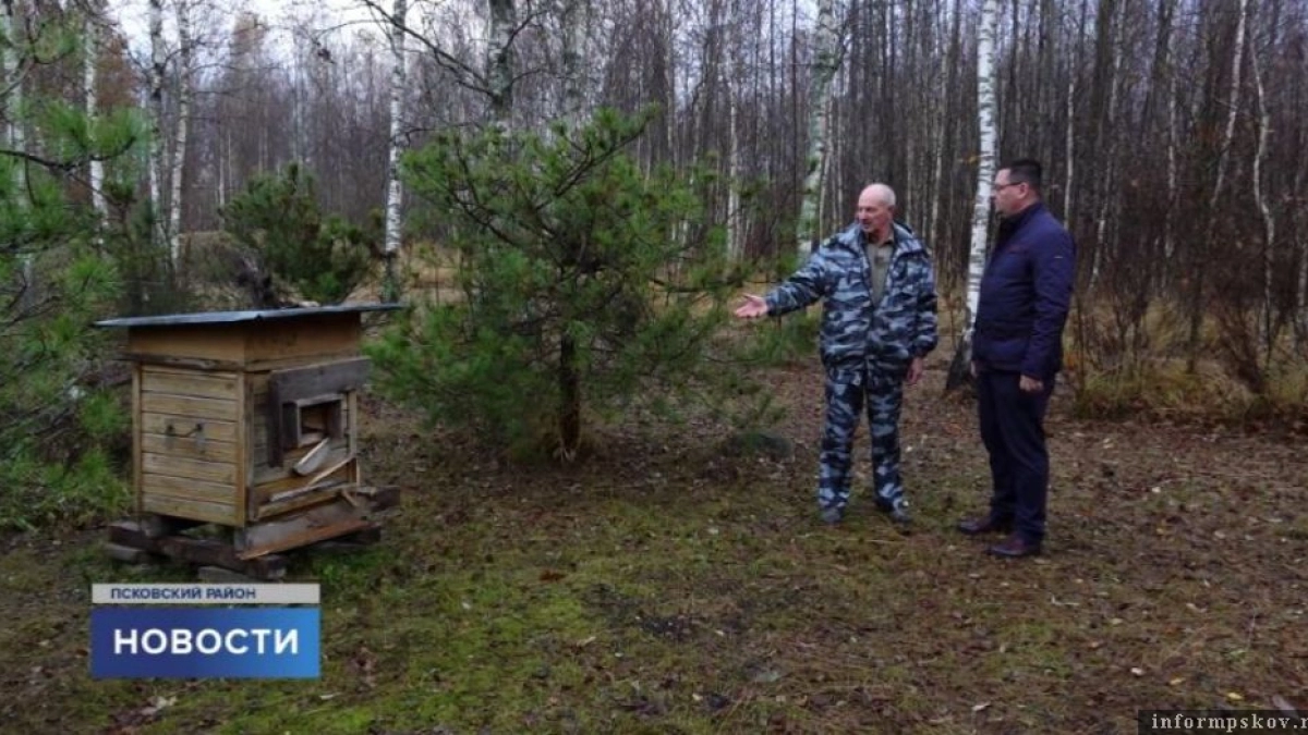 Съел 13 кг мёда и утащил улей: в Псковском районе медведь разгромил пасеку