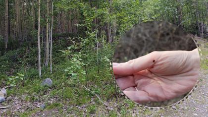 Клещи не ушли на зимовку: в Великих Луках нашли заражённых боррелиозом паразитов